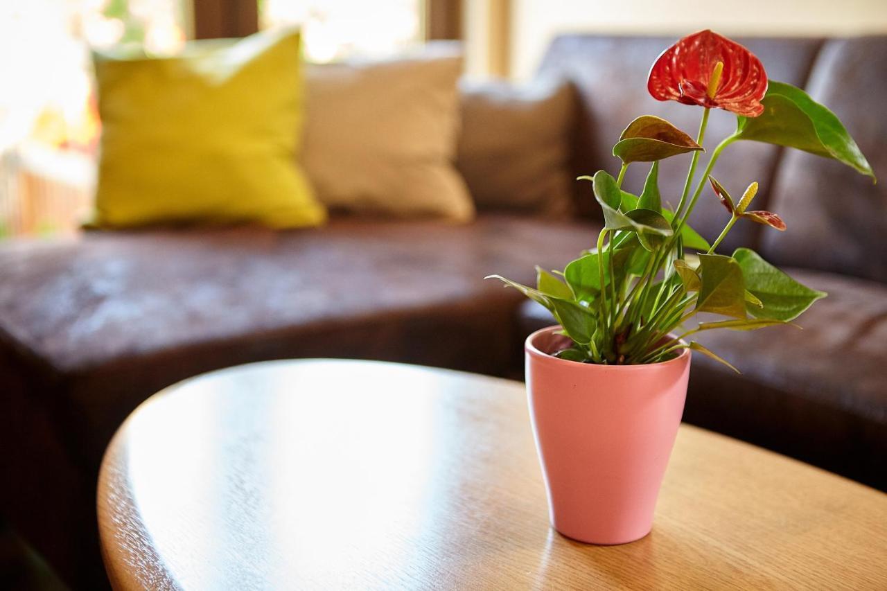 Apartament Rozelor Брашов Екстериор снимка